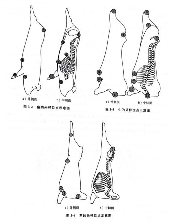 猪牛羊采样位点示意图