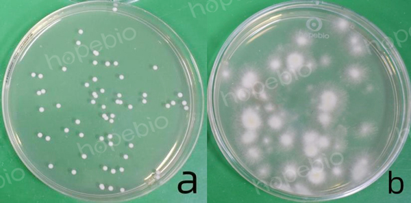 图中a为白色念珠菌；b为黑曲霉菌