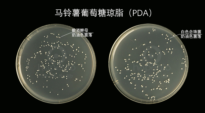 马铃薯葡萄糖琼脂（PDA）