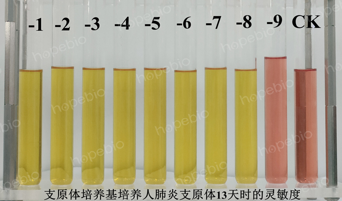 支原体培养基培养人肺炎支原体13天时的灵敏度