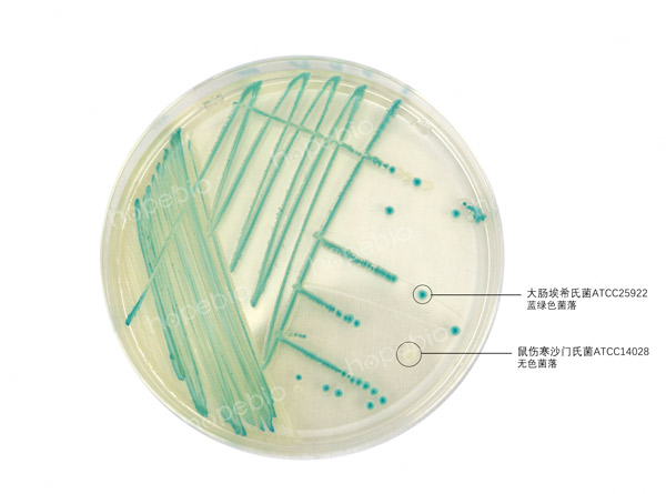 大肠杆菌显色培养基——大肠埃希氏菌、沙门氏菌