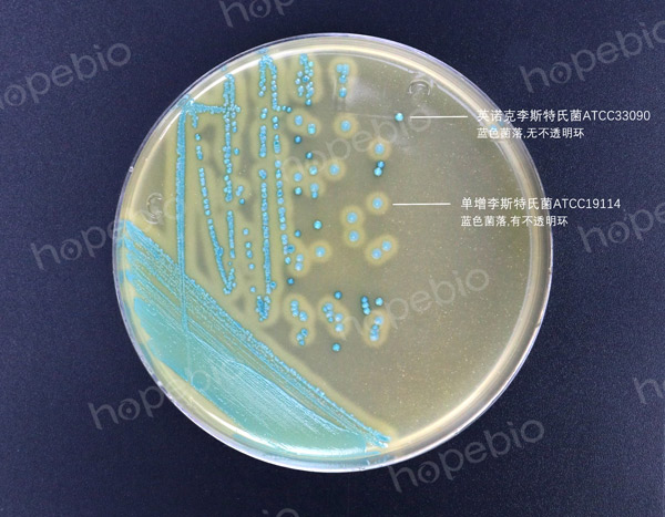 李斯特氏菌显色培养基——单增李斯特氏菌，英诺克李斯特氏菌