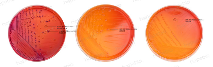 MAC-福氏志贺氏菌、大肠埃希氏菌、宋内志贺氏菌、痢疾志贺氏菌