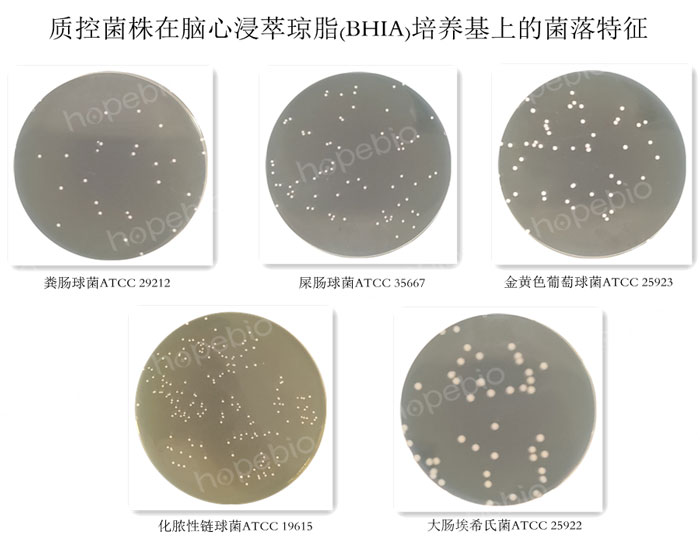 质控菌株在脑心浸萃琼脂(BHIA)培养基上的菌落特征