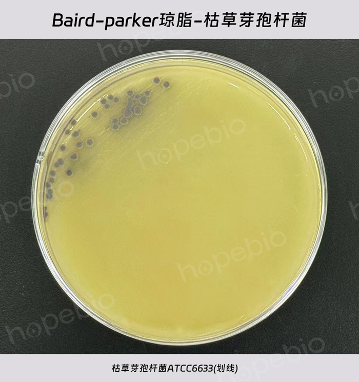 Baird-Parker琼脂-枯草芽孢杆菌