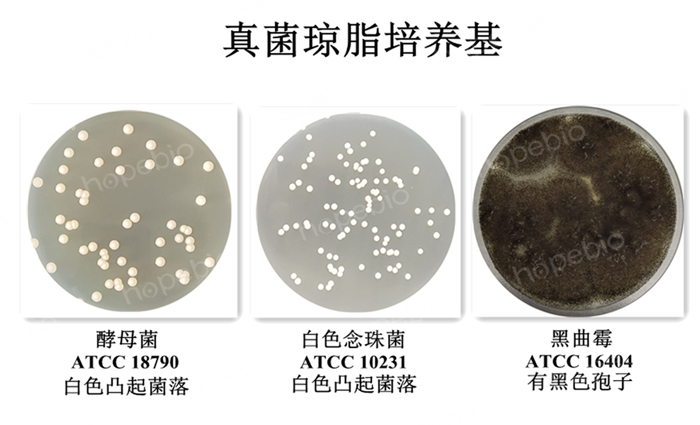 质控菌株在真菌琼脂培养基上的生长情况