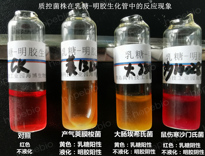 质控菌株在乳糖-明胶生化管中的反应现象