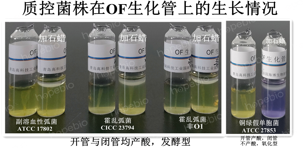 质控菌株在OF生化管上的生长情况