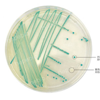大肠杆菌显色培养基——大肠埃希氏菌、沙门氏菌/