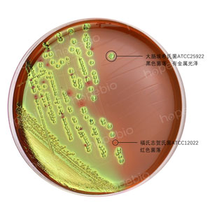 EMB混合菌-福氏志贺氏菌