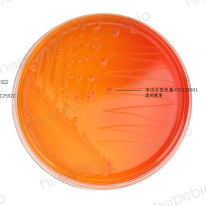 MAC-福氏志贺氏菌、大肠埃希氏菌、宋内志贺氏菌、痢疾志贺氏菌/