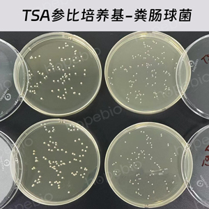 胰蛋白胨大豆琼脂（TSA）（参比培养基）-粪肠球菌