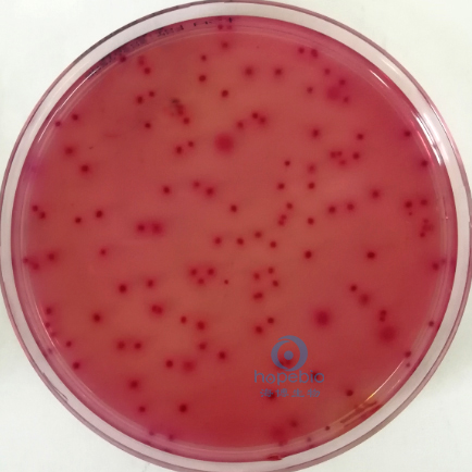 鼠伤寒沙门氏菌  粉红色菌落，无胆盐沉淀环