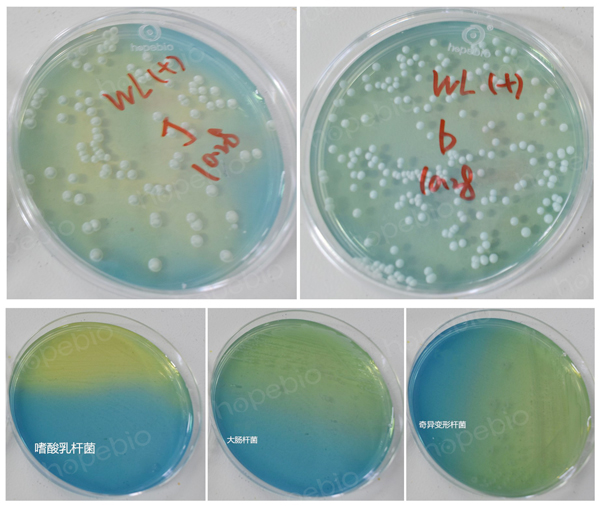 WL营养琼脂培养基质控菌株的结果