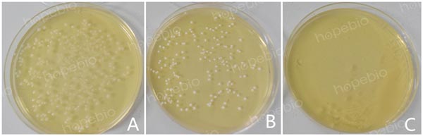 注：A为嗜酸乳杆菌；B为植物乳杆菌；C为大肠埃希氏菌