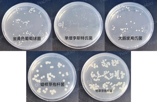 不同细菌在营养琼脂（NA）上的生长特征：