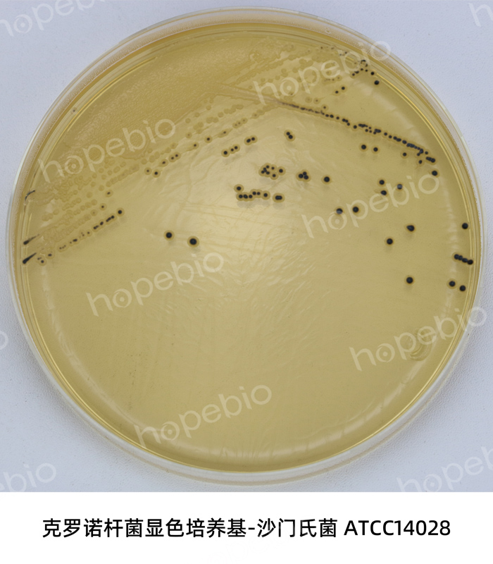 克罗诺杆菌显色-沙门氏菌ATCC14028